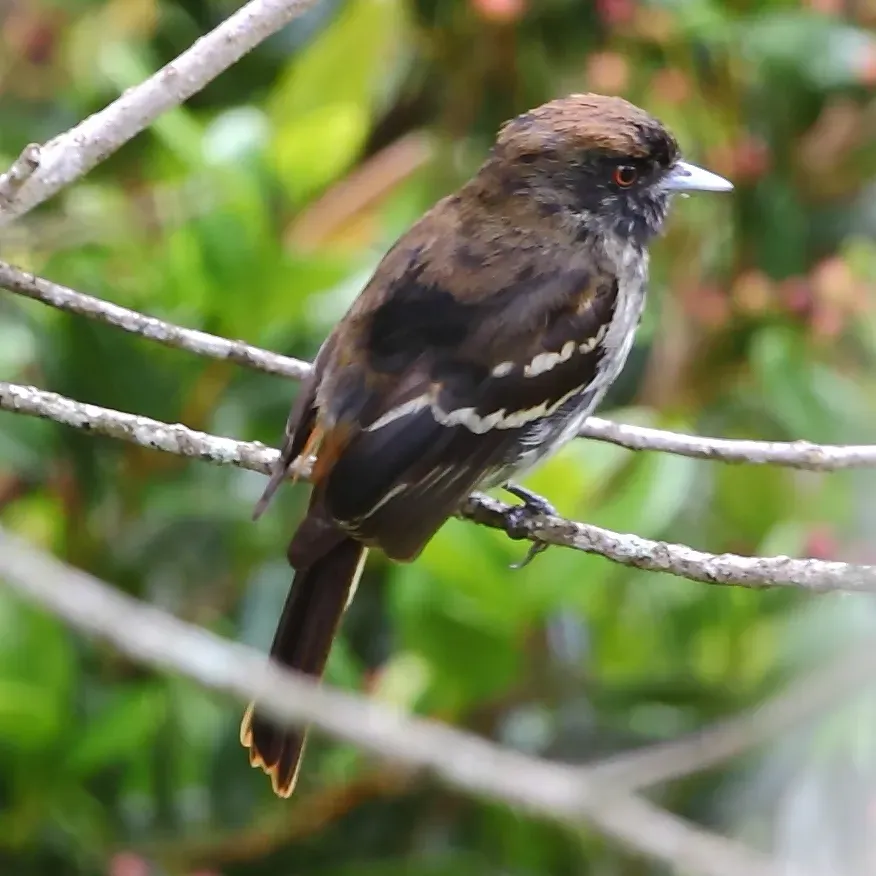 File:Knipolegus cyanirostris Blue-billed Black-Tyrant.JPG