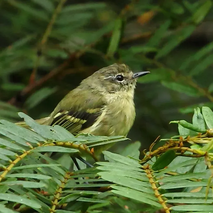 File:Phylloscartes ventralis Mottle-cheeked Tyrannulet.JPG