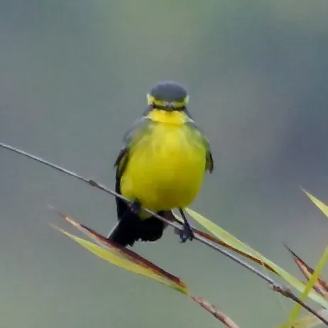 File:Satrapa icterophrys Yellow-browed Tyrant.jpg
