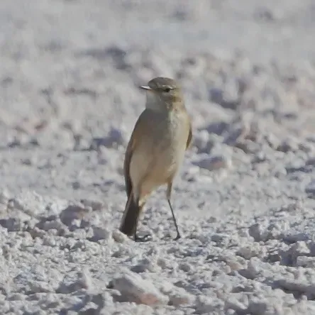 File:Muscisaxicola flavinucha Ochre-naped Ground-Tyrant.JPG