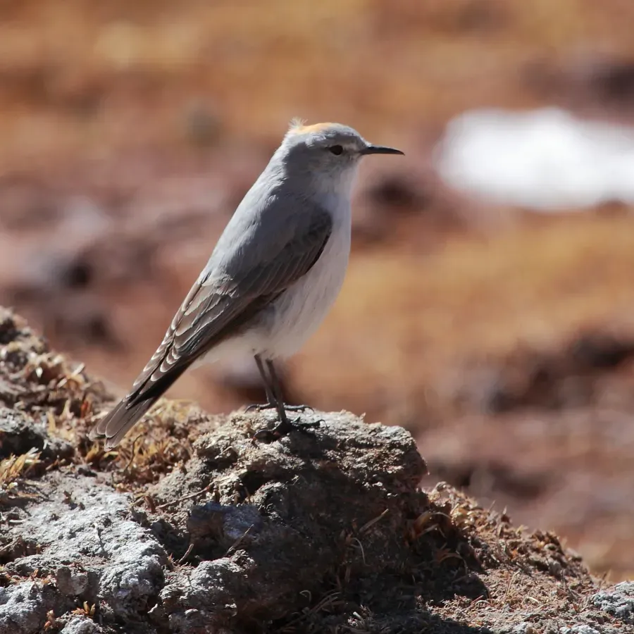 File:Muscisaxicola rufivertex Rufous-naped Ground-Tyrant.jpg