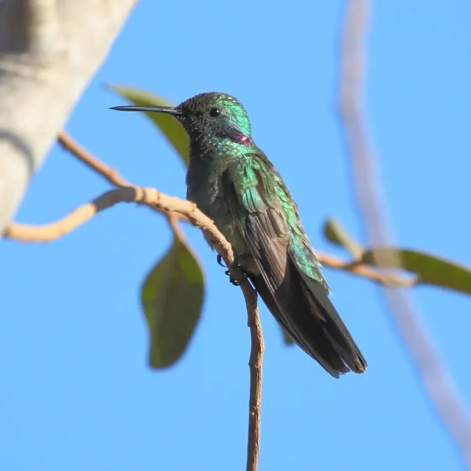 File:Colibri serrirostris White-vented Violetear.JPG
