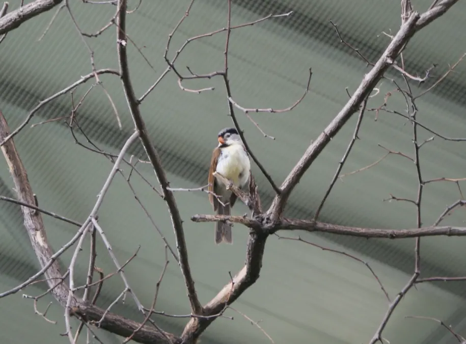 File:Paradoxornis gularis crop.JPG