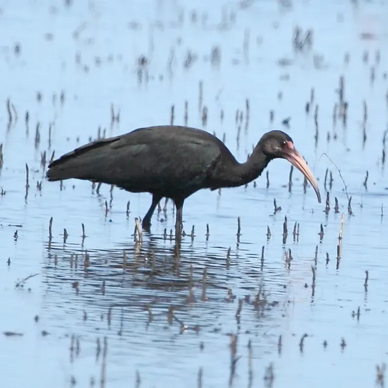 File:Plegadis Chihi - White-faced Ibis.jpg
