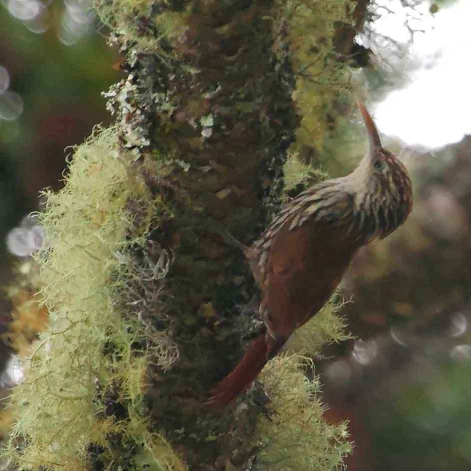 File:Lepidocolaptes squamatus Scaled Woodcreeper.JPG