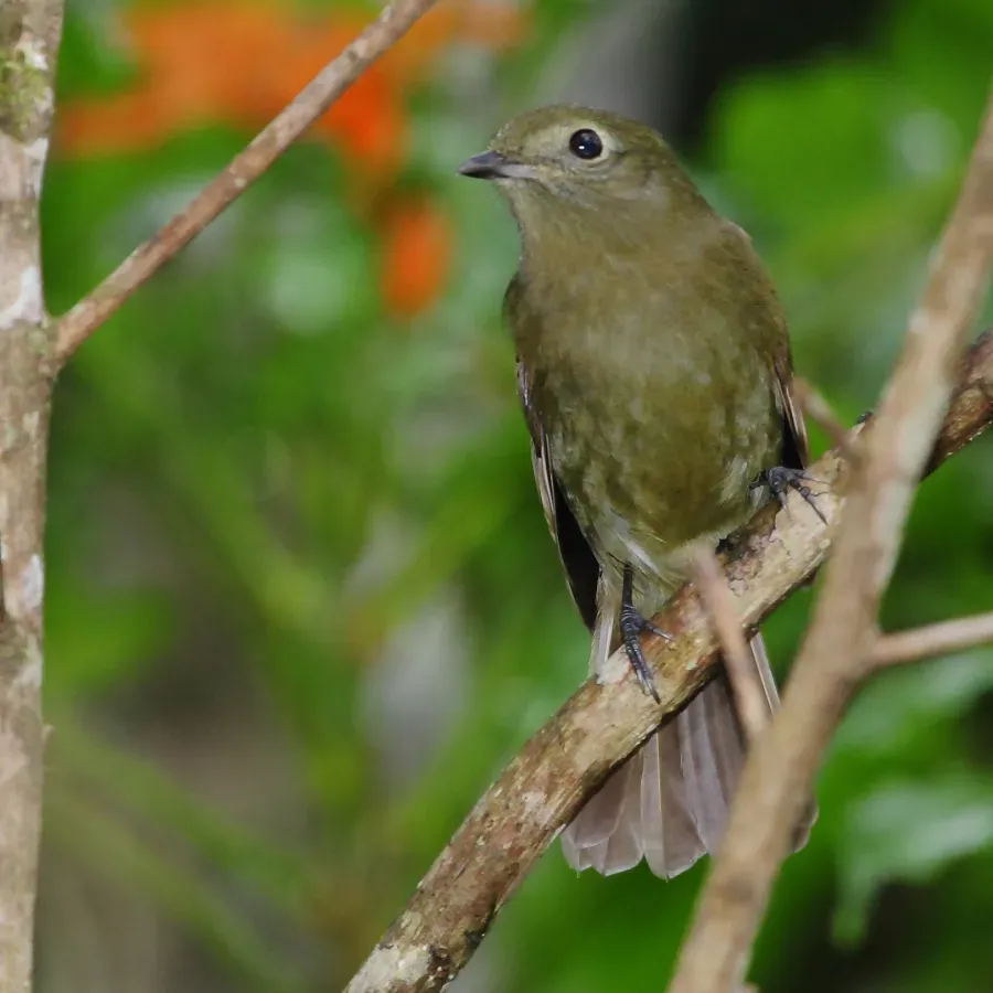 File:Schiffornis virescens Greenish Schiffornis.JPG