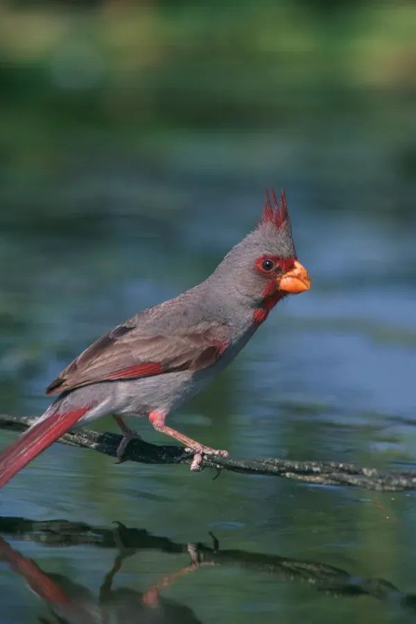 File:Pyrrhuloxia (Cardinalis sinuatus).jpg