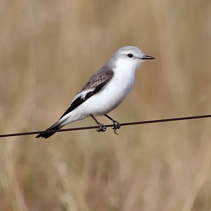File:Xolmis velatus-White-rumped Monjita.JPG