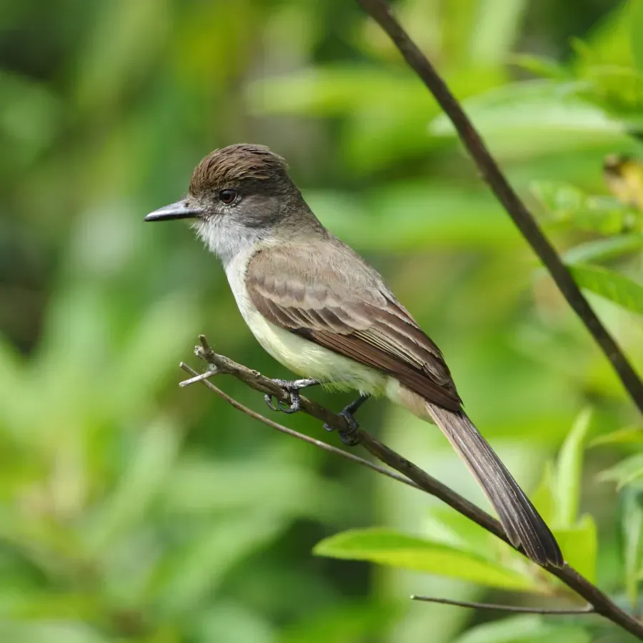 File:Myiarchus ferox-Short-crested Flycatcher.JPG