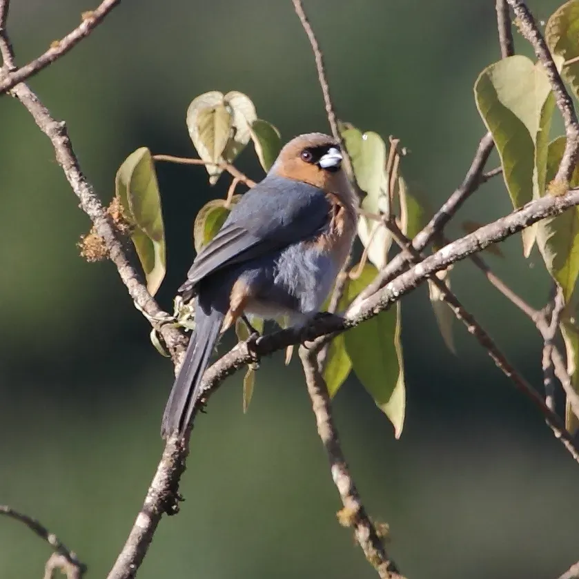 File:Schistochlamys ruficapillus-Cinnamon Tanager.JPG