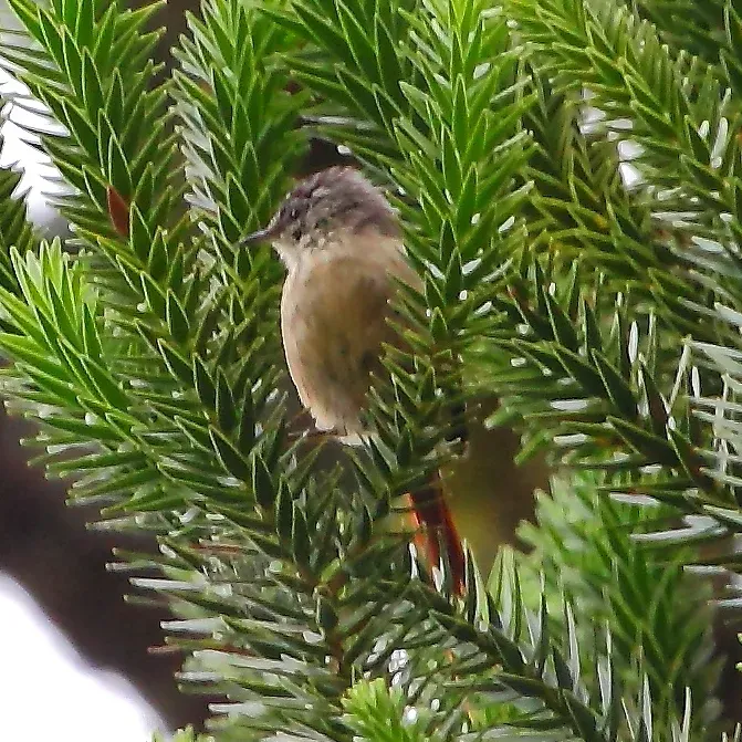 File:Leptasthenura setaria-Araucaria Tit-Spinetail.JPG