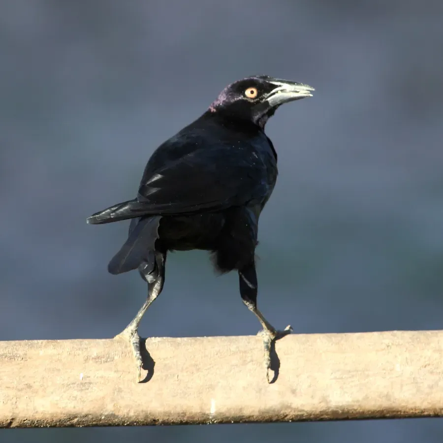 File:Molothrus (Scaphidura) oryzivorus-Giant Cowbird.JPG