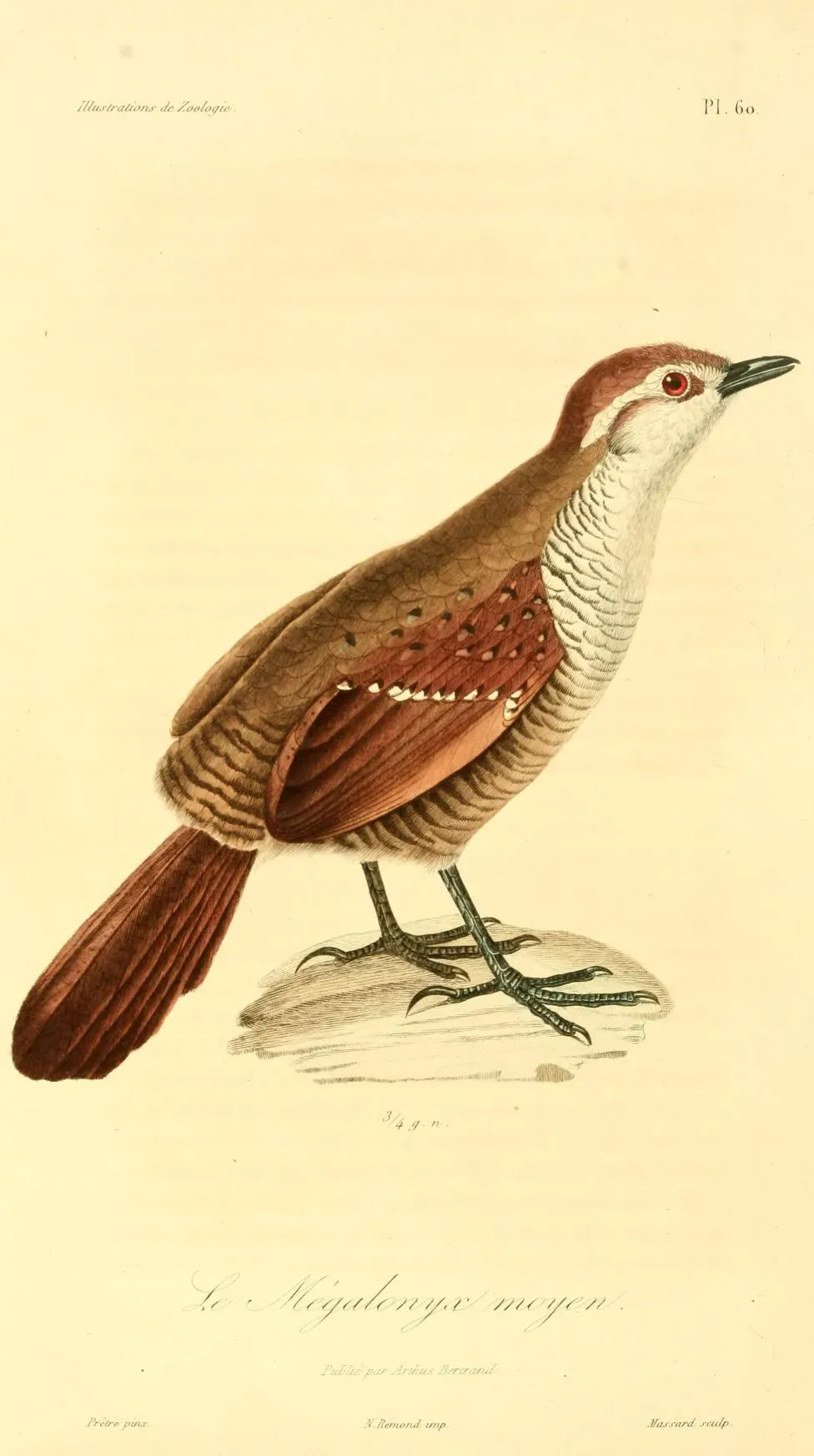 File:Scelorchilus albicollis 1831.jpg