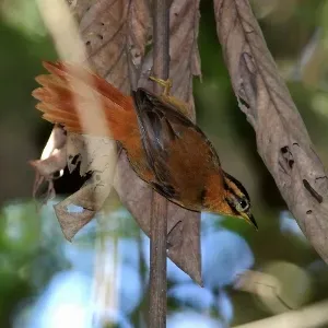 File:Philydor atricapillus-Black-capped Foliage-gleaner.jpg