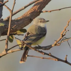 File:Suiriri suiriri - Suiriri Flycatcher.jpg