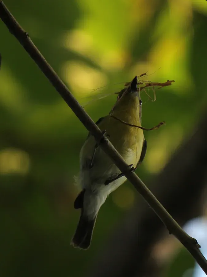 File:Gerygone sulphurea flaveola.JPG