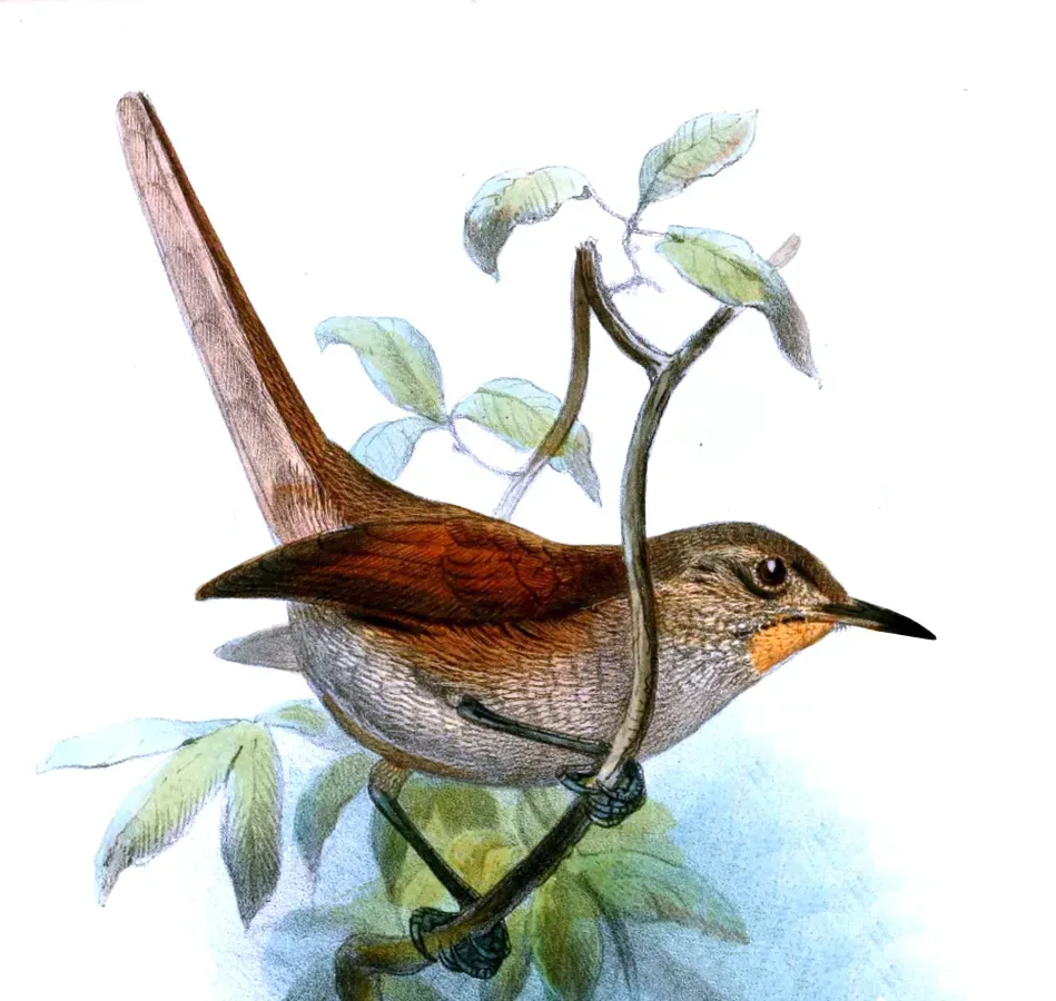 File:Asthenes pudibunda - Joseph Smit.jpg