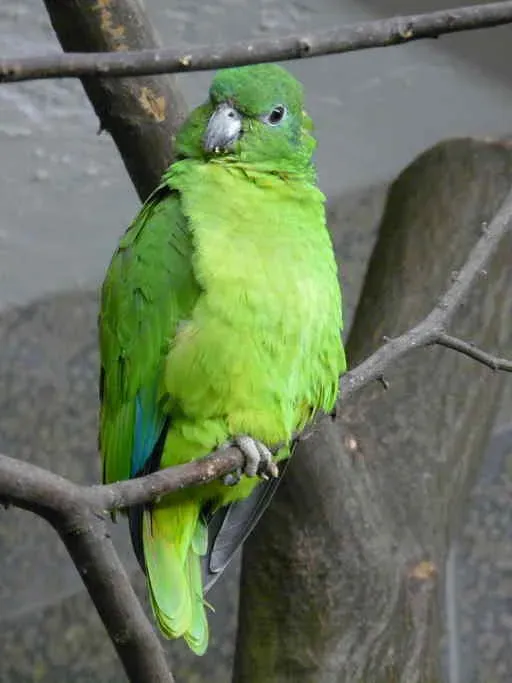 File:Amazona agilis in zoo.jpeg
