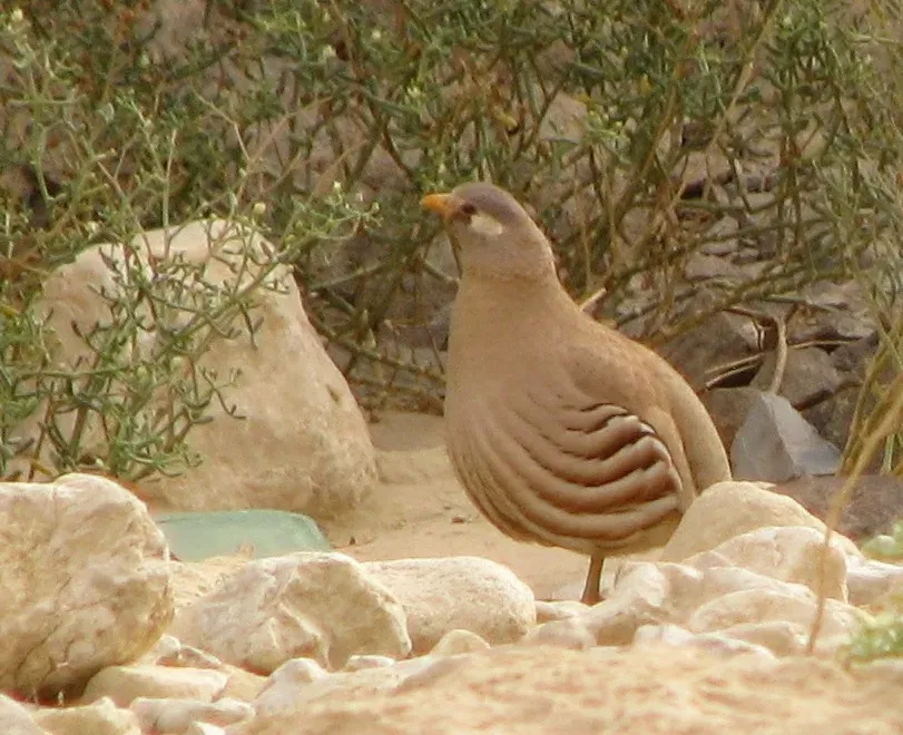 File:Ammoperdix heyi GK.jpg