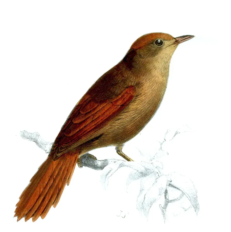File:Cranioleuca curtata - Joseph Smit.jpg