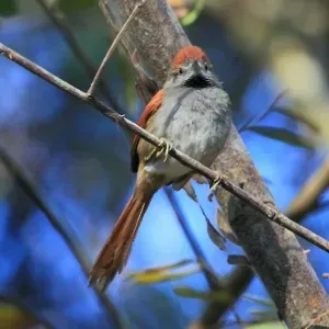 File:Synallaxis frontalis-Sooty-fronted Spinetail.jpg