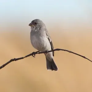 File:Sporophila plumbea-Plumbeous Seedeater.jpg