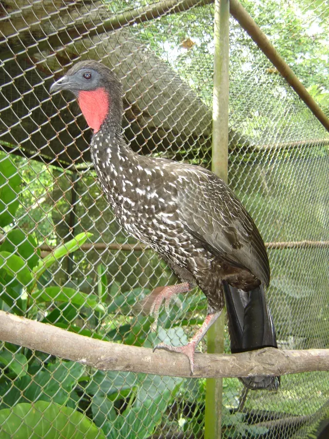 File:Penelope purpurascens.jpg