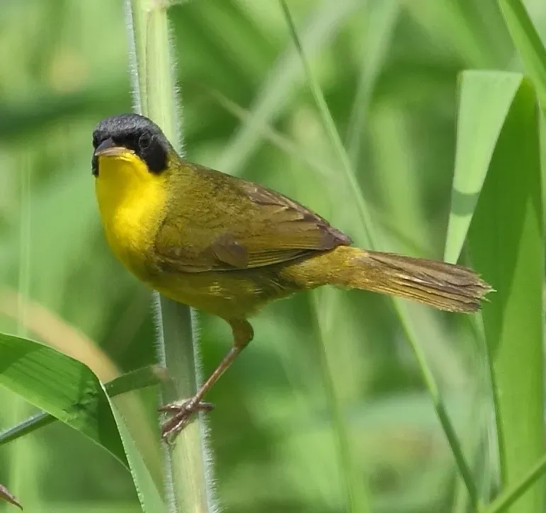 File:Geothlypis velata - Southern Masked Yellowthroat.jpg