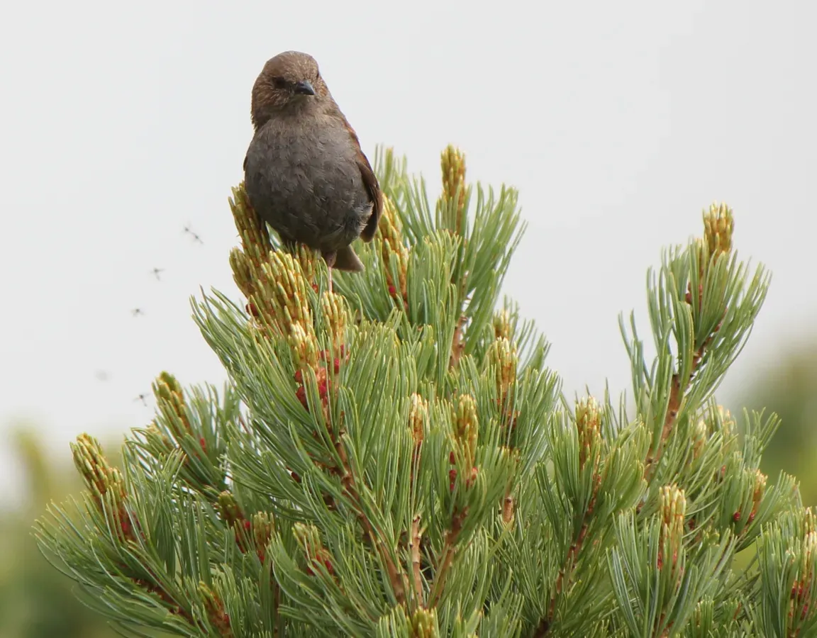 File:Prunella rubida on Pinus pumila.jpg