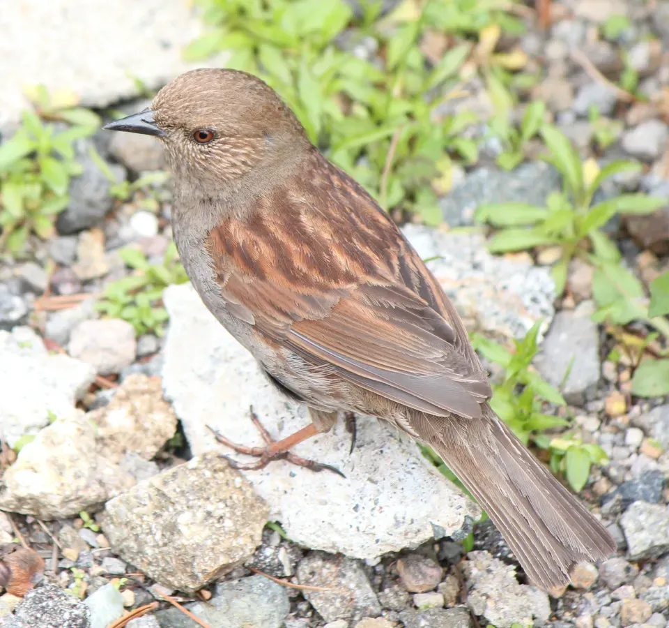 File:Prunella rubida in Mount Norikura s2.JPG