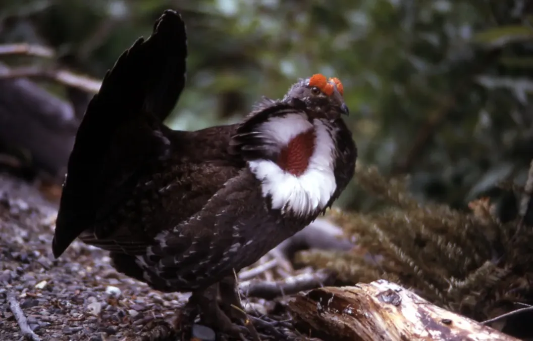 File:Dendragapus obscurus USNPS.jpg