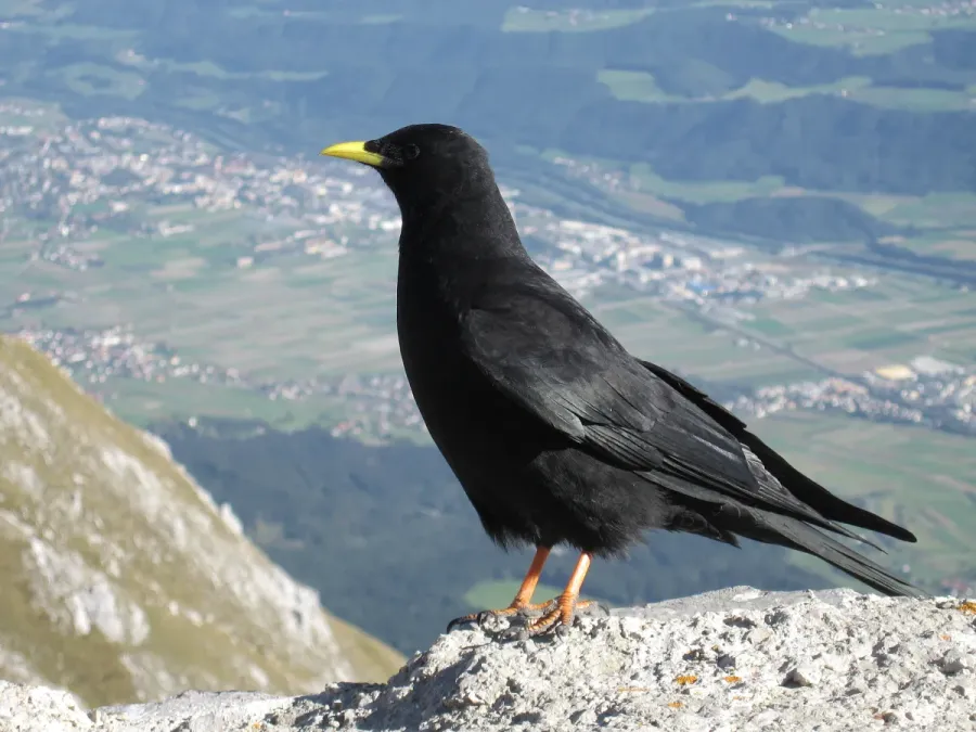 File:Pyrrhocorax-graculus-0016-a.jpg