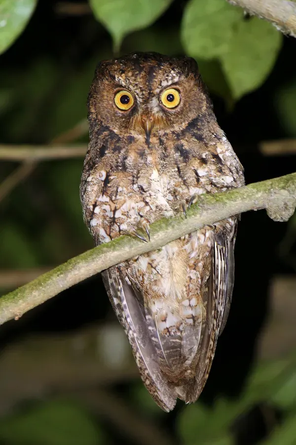 File:Otus manadensis.JPG