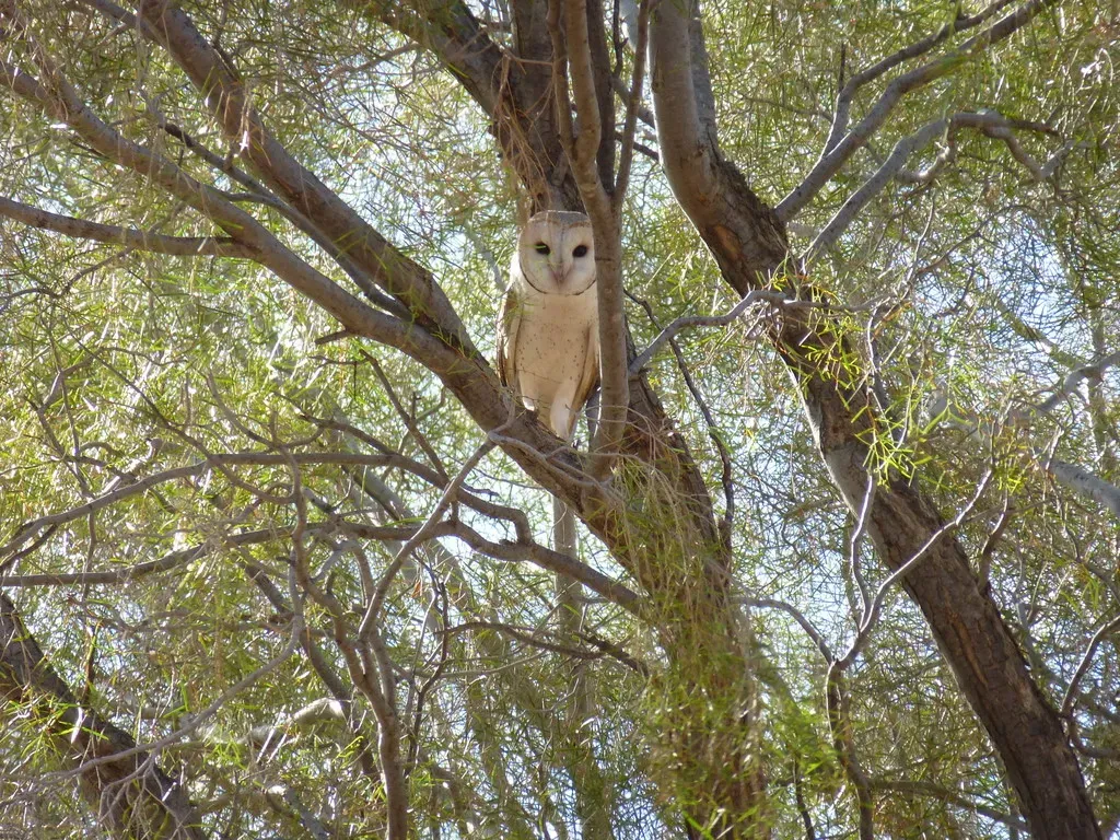 File:Tyto javanica, Angas Downs, Australia.jpg