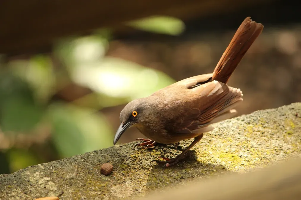 File:Cinclocerthia ruficauda - Guadeloupe.JPG