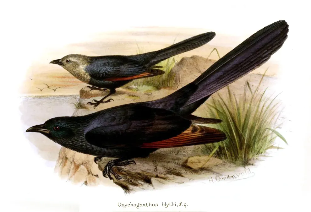 File:Onychognathus blythii Gronvold.jpg
