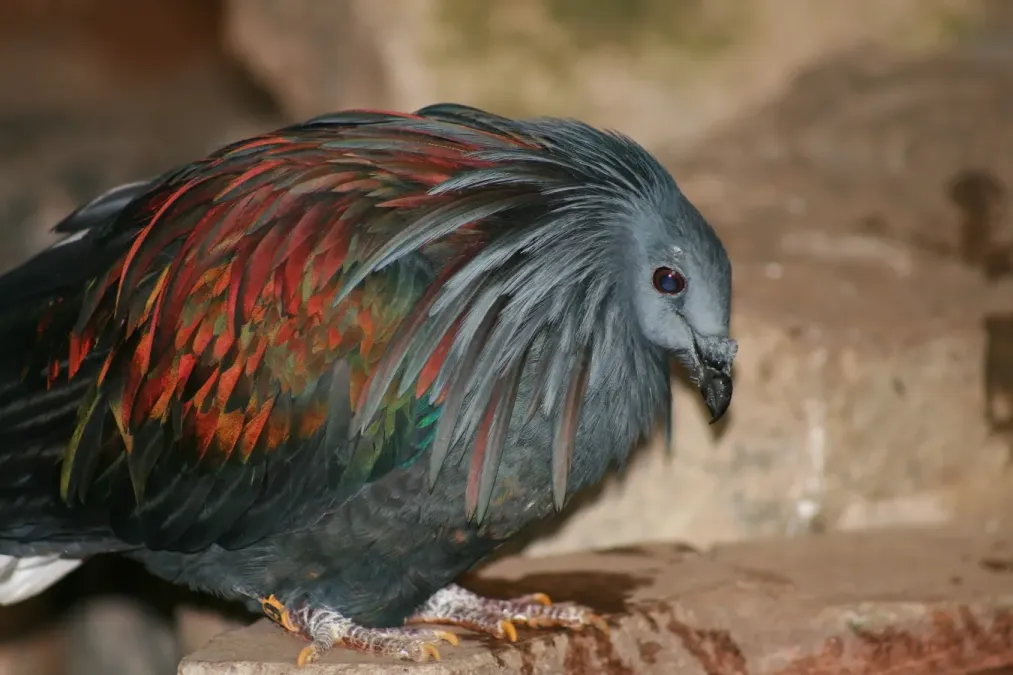 File:Nicobar Pigeon - Caloenas nicobarica - Relic38.jpg