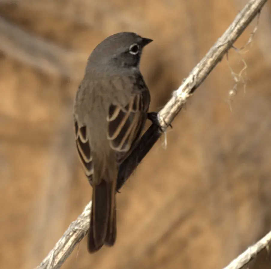 File:Artemisiospiza bellii, Riverside BG.jpg
