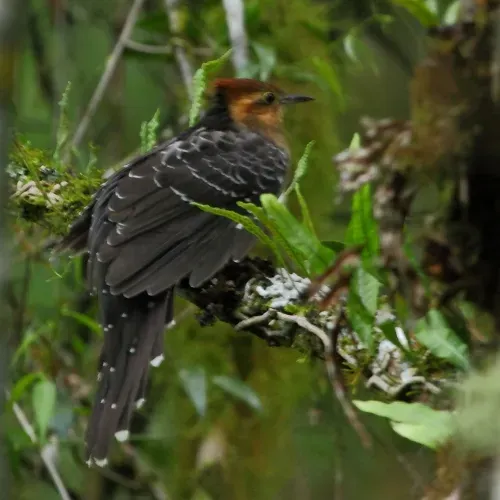File:Dromococcyx pavoninus - Pavonine Cuckoo.jpg