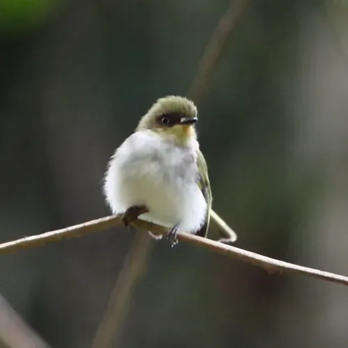 File:Phylloscartes sylviolus - Bay-ringed Tyrannulet.jpg