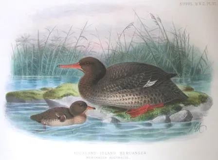 File:Mergus australis.jpg
