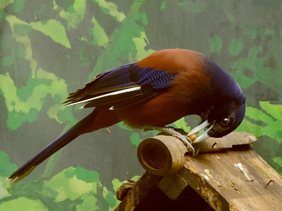 File:Garrulus lidthi Ueno 2013-10-06.jpg