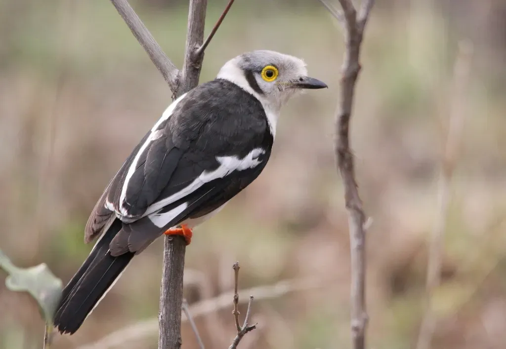 File:White-crested Helmetshrike Prionops plumatus.jpg