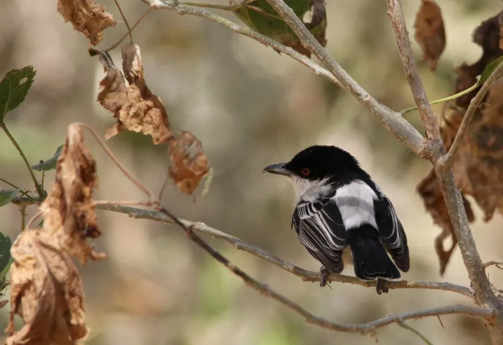 File:Black-backed Puffback (Dryoscopus cubla).jpg