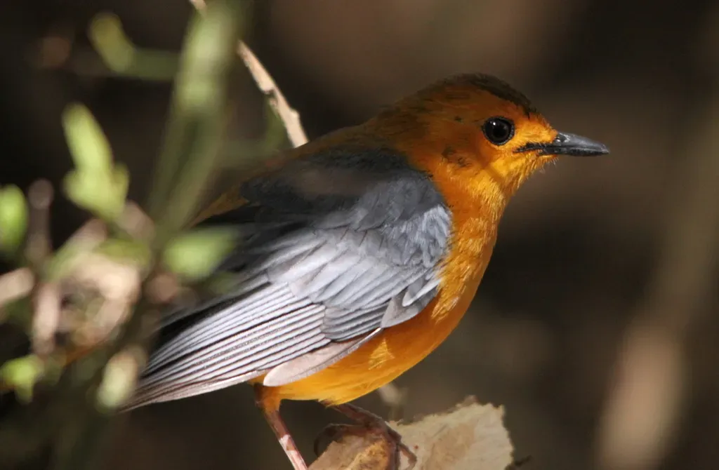 File:Red-capped Robin-chat, Cossypha natalensis.jpg