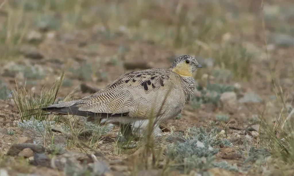 File:Tibetan Sandgrouse Syrrhaptes Tibetanus.jpg