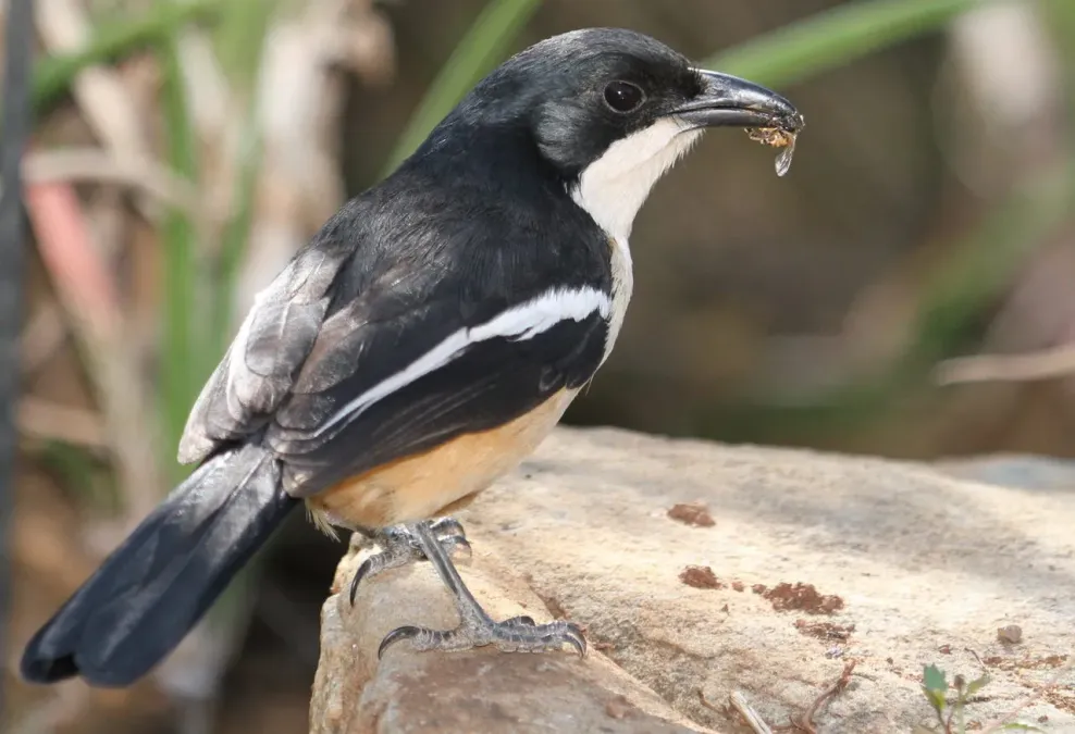 File:Southern Boubou (Laniarius ferrugineus).jpg