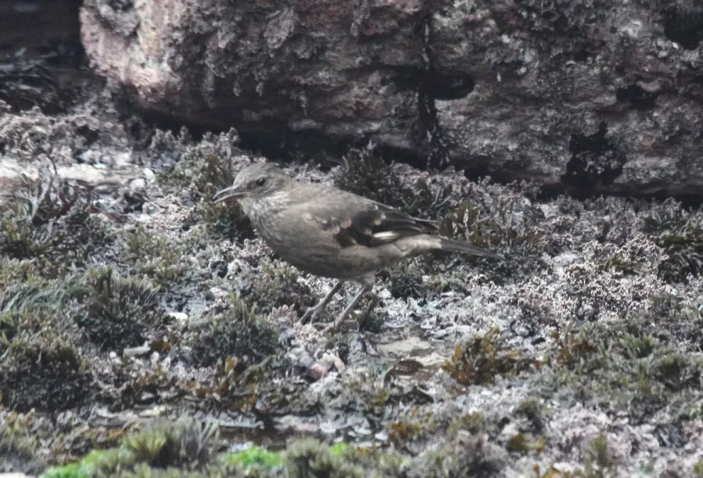 File:Surf Cinclodes (Cinclodes taczanowskii).jpg