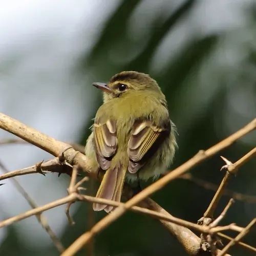 File:Ramphotrigon megacephalum - Large-headed Flatbill.jpg