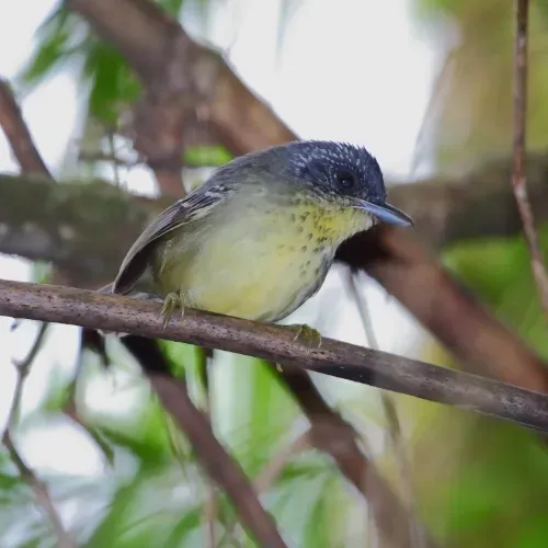 File:Dysithamnus stictothorax - Spot-breasted Antvireo (male).jpg